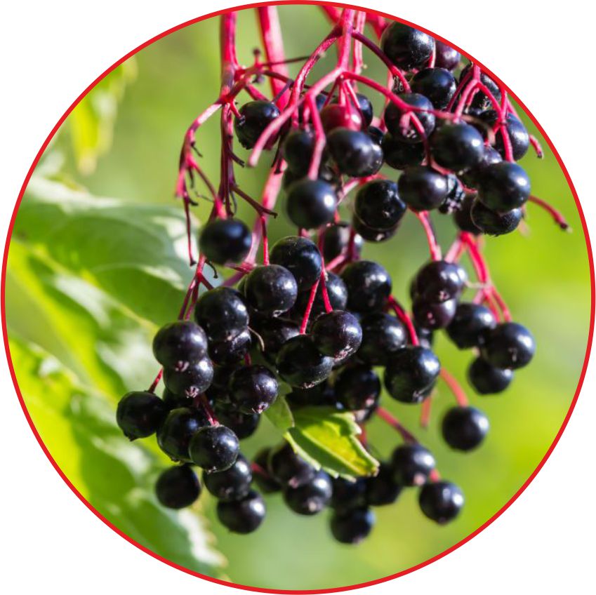 Acai Berries Image